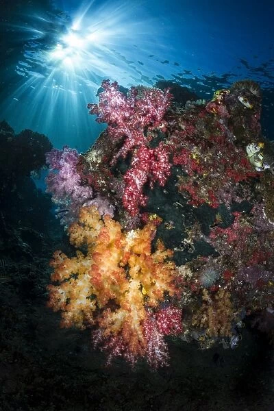 Soft coral and sunburst in Raja Ampat, Indonesia