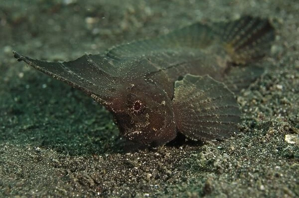 A spiny waspfish in Sulawesi, Indonesia