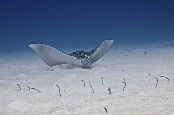 Spotted Eagle Ray swims along the ocean floor with garden eels protruding from sand