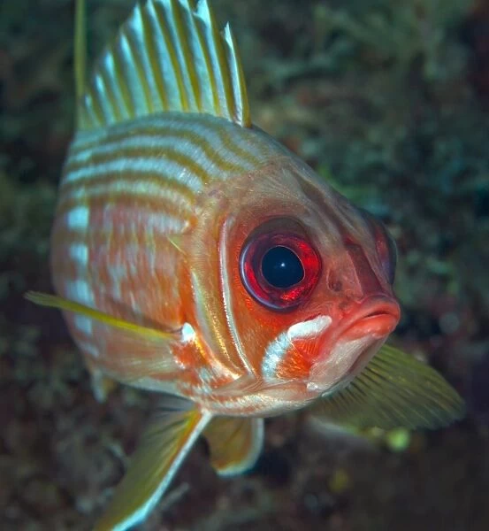 A squirrelfish turns and looks close into the camera off the coast of Key Largo, Florida
