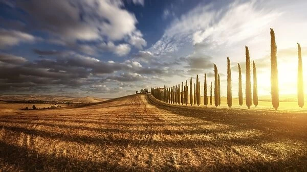Sunset in a golden field with an alley of cypress trees, Tuscany, Italy