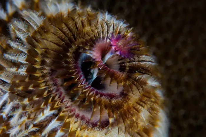 Framed Print : Christmas Tree Worm Tentacles Print Framed Print : Christmas Tree Worm Tentacles Print