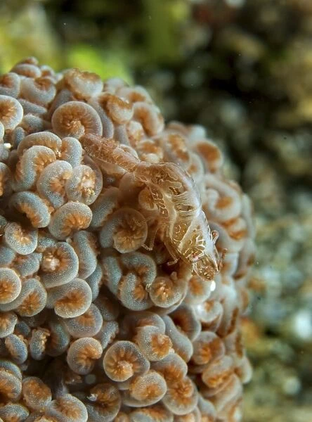 Tiny cryptic brown and grey shrimp mimicking soft coral