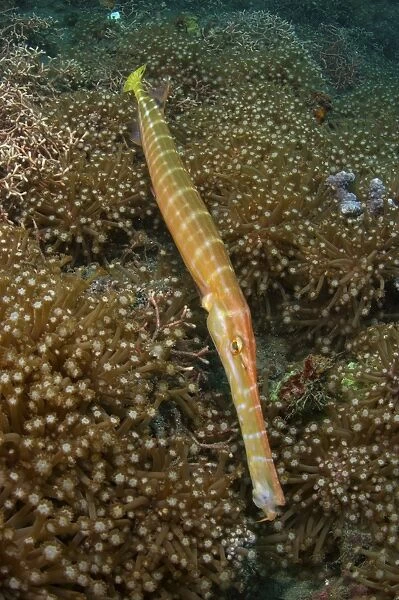 Trumpet fish, Lembeh Strait, Bitung, Sulawesi, Indonesia