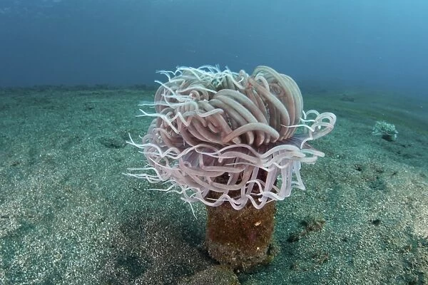 A tube anemone grows on a sandy seafloor in Indonesia