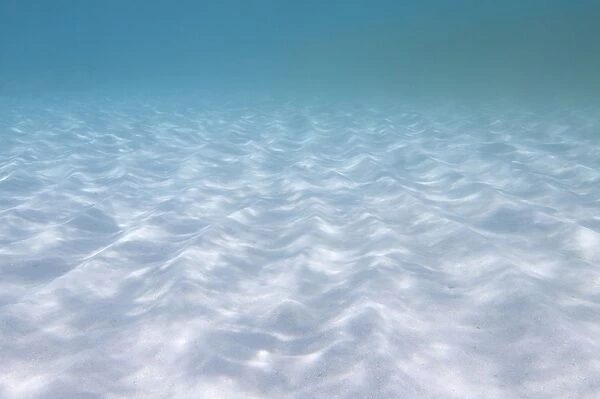 Underwater sand ripples in the Caribbean Sea, Mexico