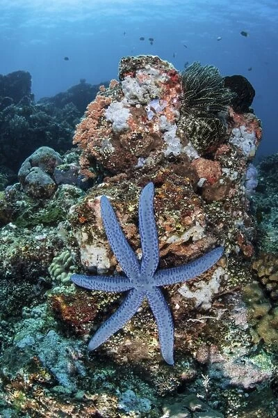 An unusual sea star clings to a diverse reef near the island of Bangka