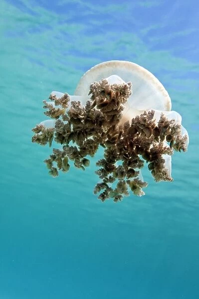 Upside down jellyfish in Caribbean Sea