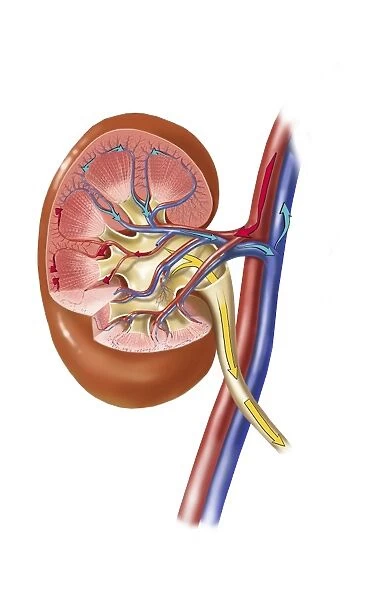 Urine production in human kidney