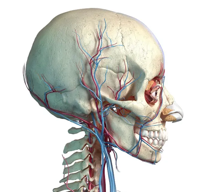 Framed Print : Human Head Vascular System Print Framed Print : Human Head Vascular System Print
