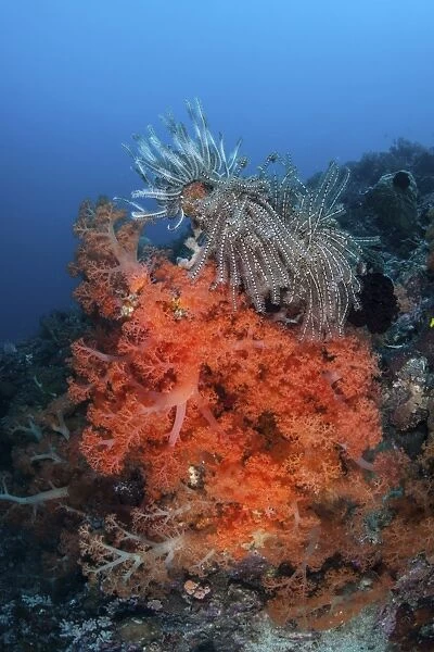 Vibrant soft coral colonies grow on a reef in Lembeh Strait