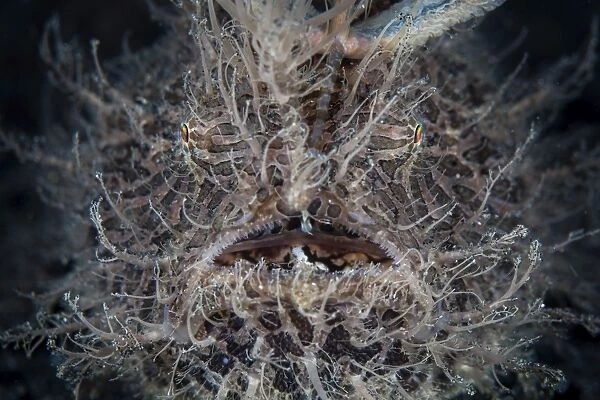 Front view of a hairy frogfish