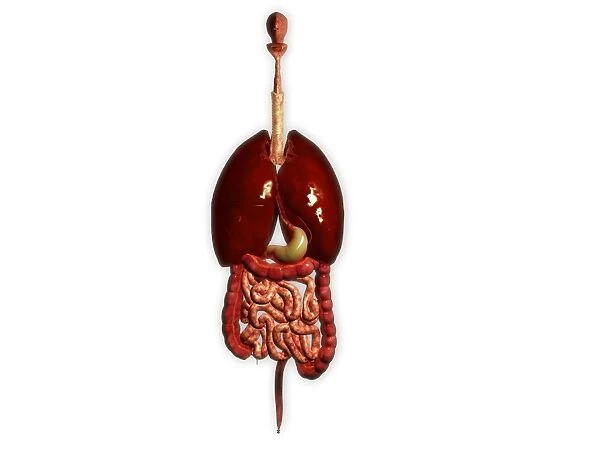 Front view of human digestive system with lungs
