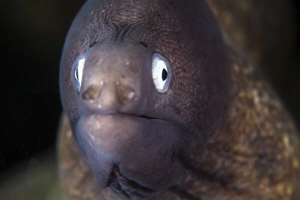 A white-eyed moray eel