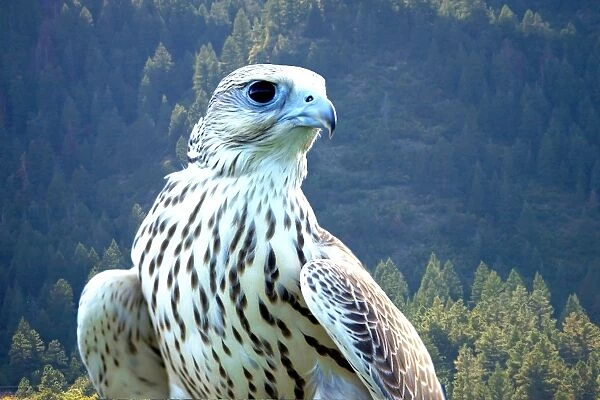 Yeti, a hybrid white gyrfalcon and saker falcon