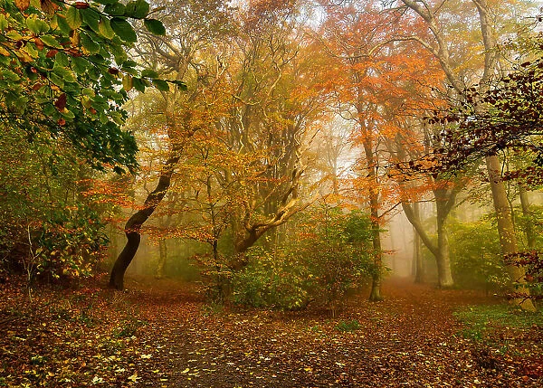 Which autumn path do you take?