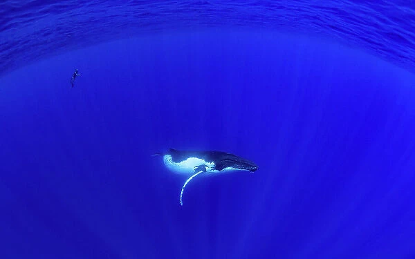 Baby Humpback Whale & Free Diver