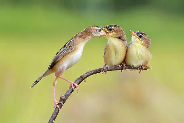 Bird Feeding Babies