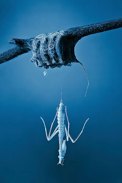 Birth of a mantis