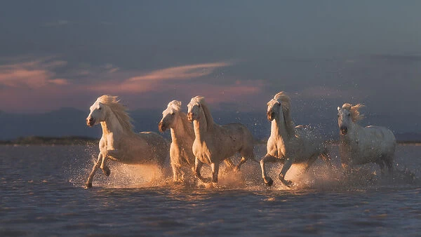 Camargue horses on sunset
