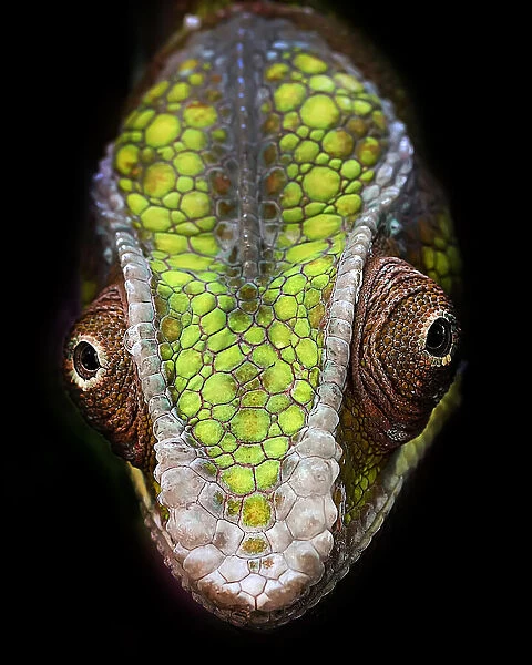Chameleon's Head