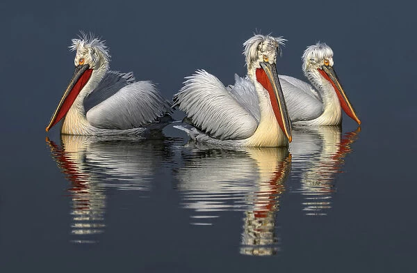 Dalmatian pelicans and reflections
