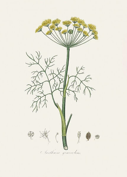 Dill (anethum Graveolens) Medical Botany