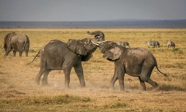 An elephantine argument