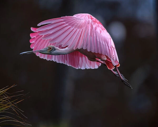 Flying Spoonbill