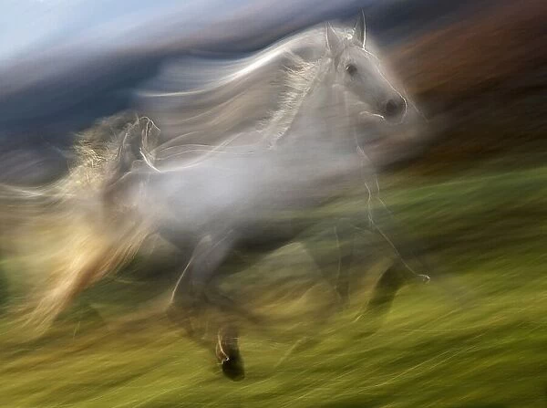 gallop in the wind