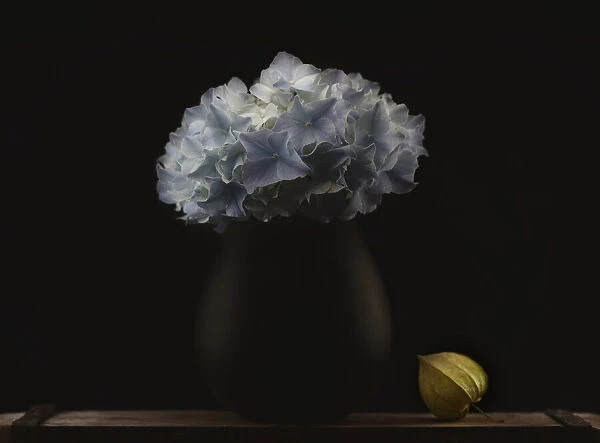 Hydrangea and vase
