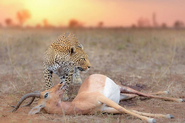 Leopard with a Kill