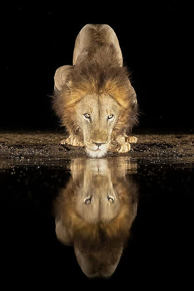 Lion drinking at night