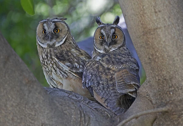 Long-eared Owl's