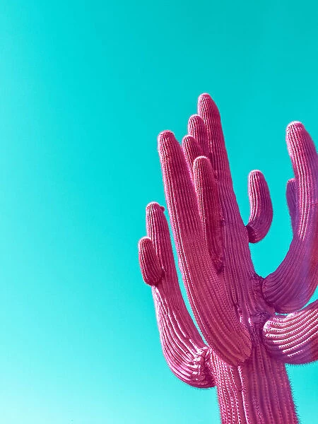 Magenta Pink Saguaro