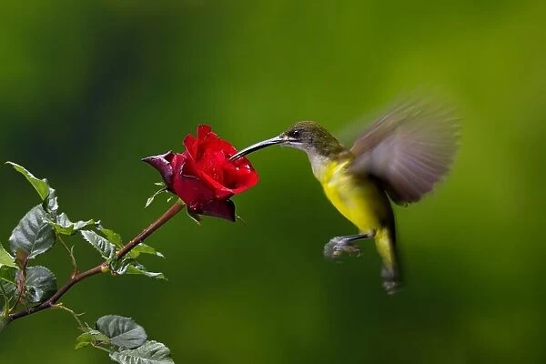 Nectar Eating Bird