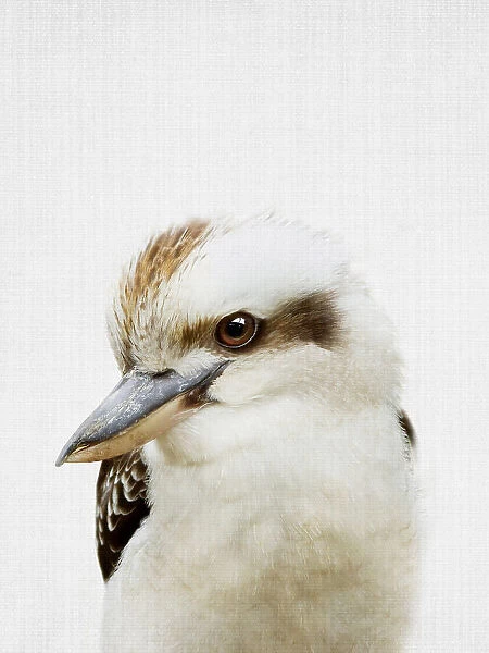 Peekaboo Kookaburra