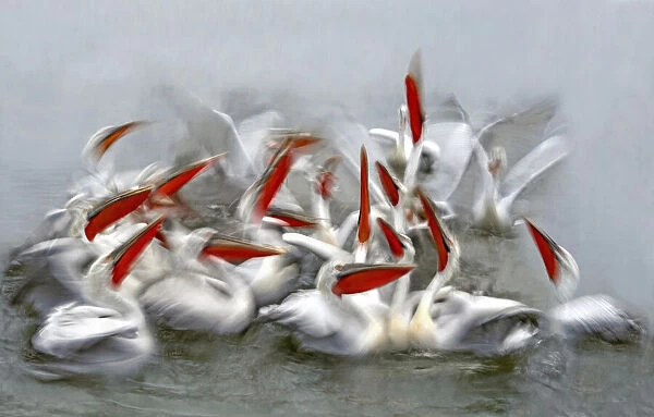 Pelicans in motion blur