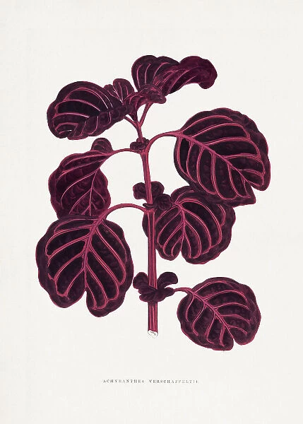 Pink Achyranthes Verschaffeltii Leaf Illustratio