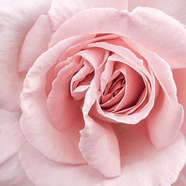 Pink Rose. Henrike Schenk