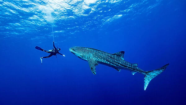 Playing with the Whale Shark