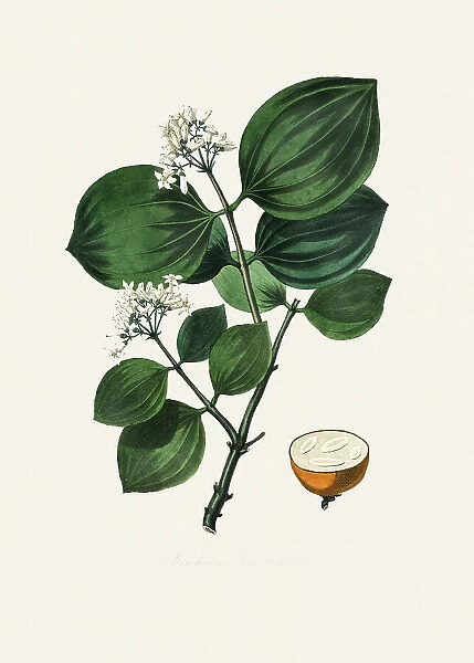 Poison Nu (strychnos Nux Vomica) Medical Botany
