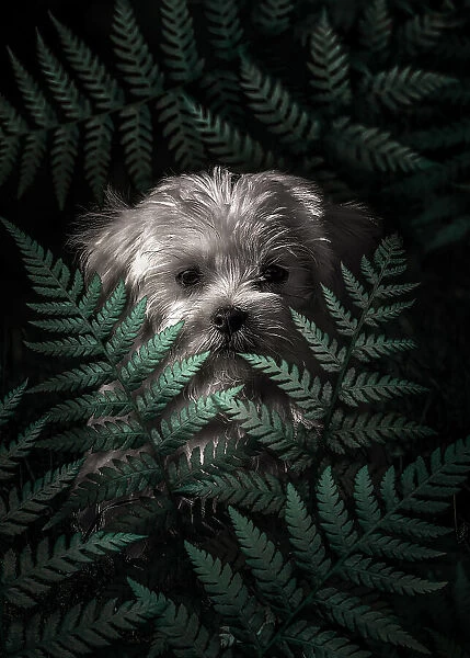 Puppy In The Ferns