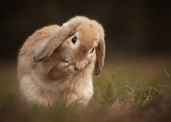 Rabbit. Robert Adamec