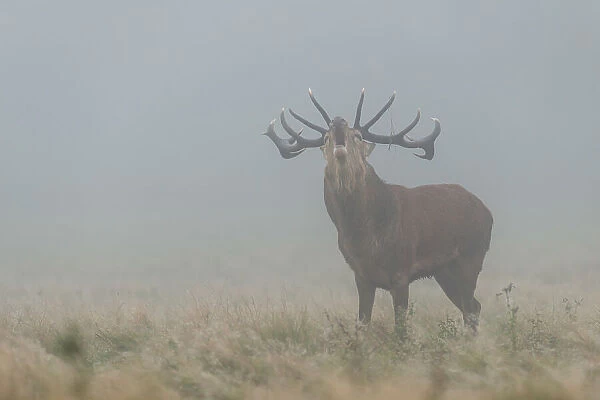 Red Deer Stag in the Fog