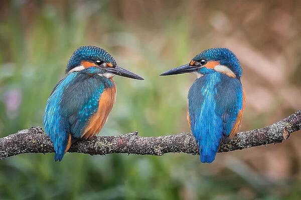 Sharing the perch