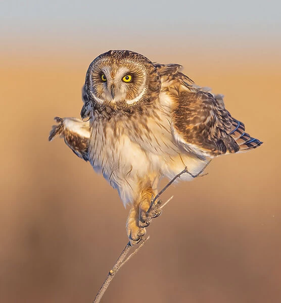 Short-eared owl shake off