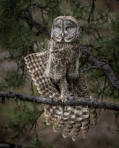Stretching - Great Gray Owl