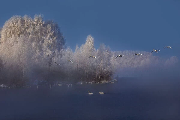 Swan lake. Dmitry Kupratsevich