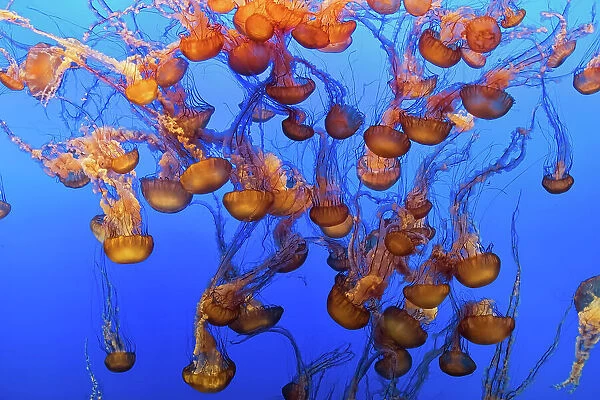Swarm of Jellyfish